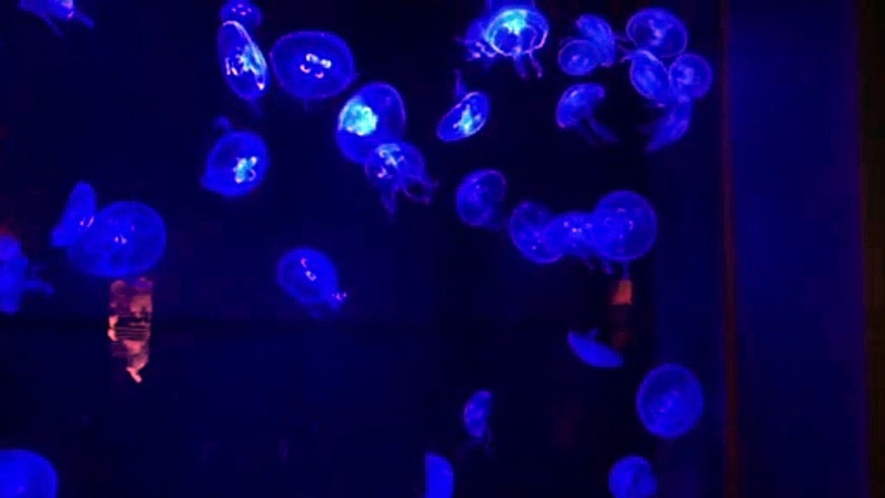 3 【睡眠リッチ】月に６億稼ぐ重政式新アフィリエイト不労収入システム（プラチナ会員） 特典 評判 購入 感想 お試し 動画 ブログ 評価 ネタバレ レビュー