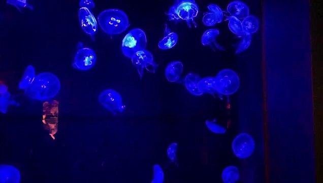 4 重政式新アフィリエイト　「6億自動システム」　（ゴールド会員） 特典 評判 購入 感想 お試し 動画 ブログ 評価 ネタバレ レビュー