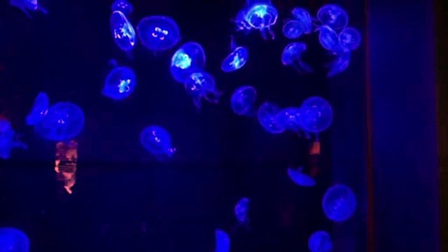 5 【放置型リッチ】初心者でも6億稼ぐアフィリエイト式重政ネット起業大学（一括＆カード10回分割対応） 特典 評判 購入 感想 お試し 動画 ブログ 評価 ネタバレ レビュー