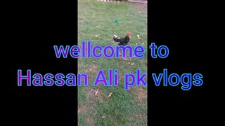 aseel fight | aseel fight in pakistan | aseel fight 2020 | aseel fight in pakistan 2020 | aseel | roster fight |