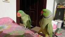 Parrot Talking and Dancing
