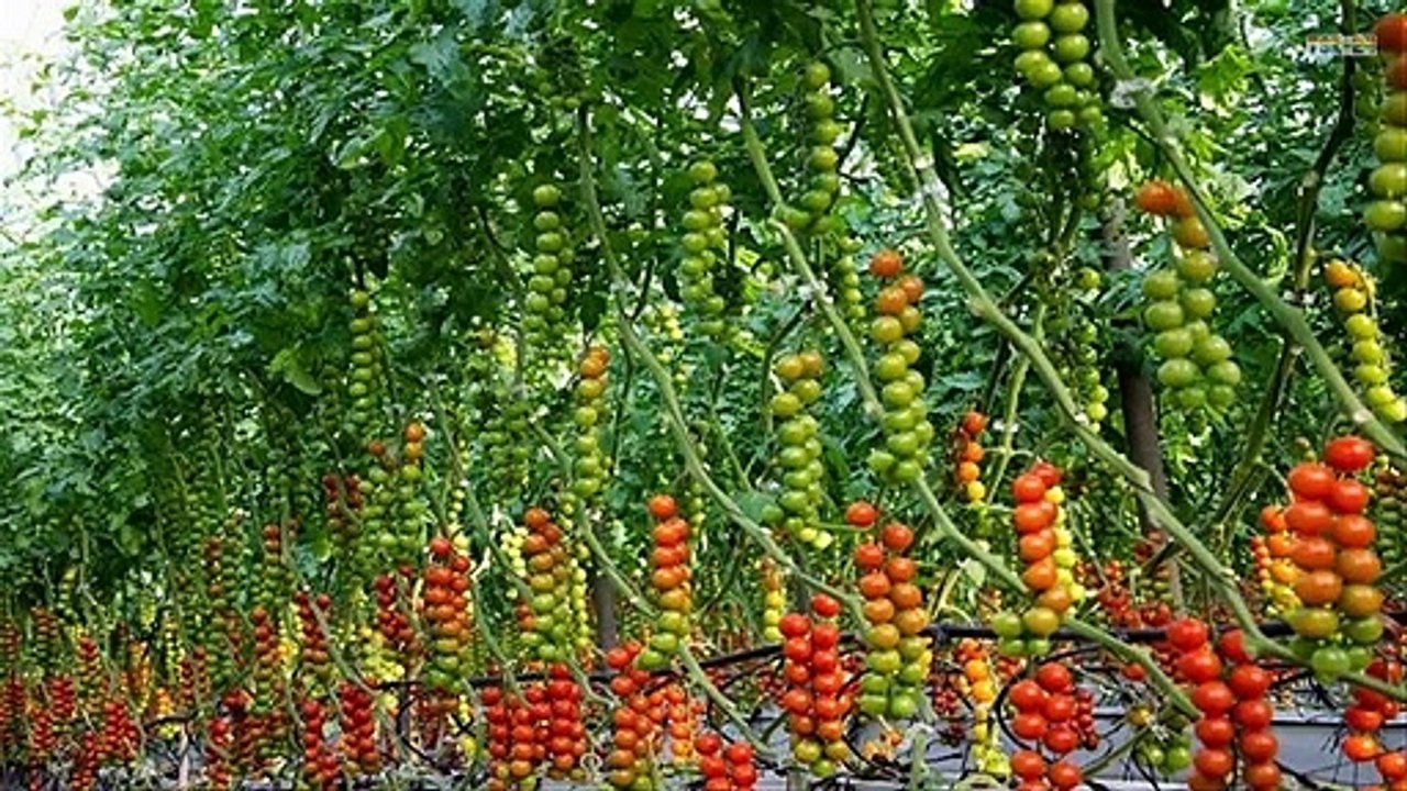 Growing Tomatoes Greenhouse in Europe - Amazing Agriculture Technology