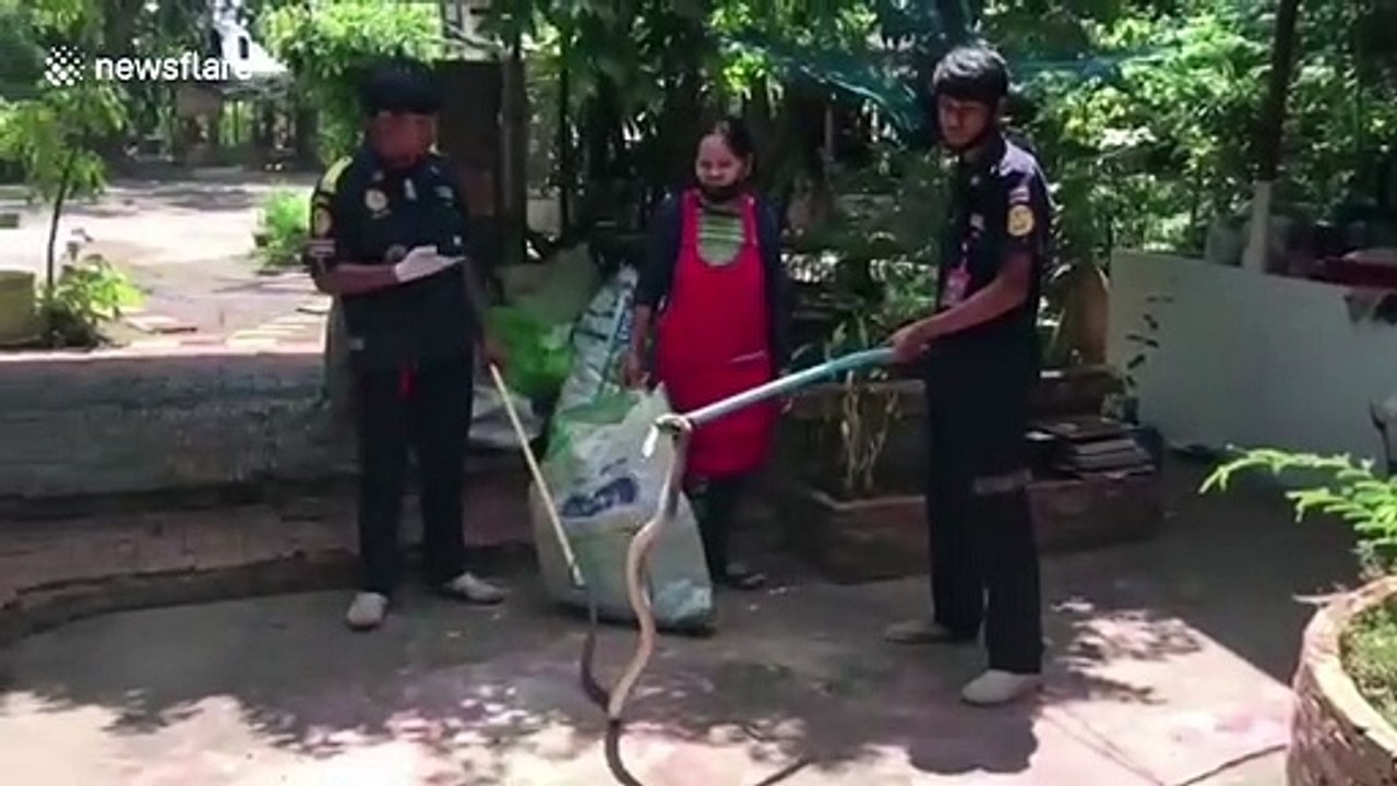Frog gets stuck in metal fence gaps while fleeing snake