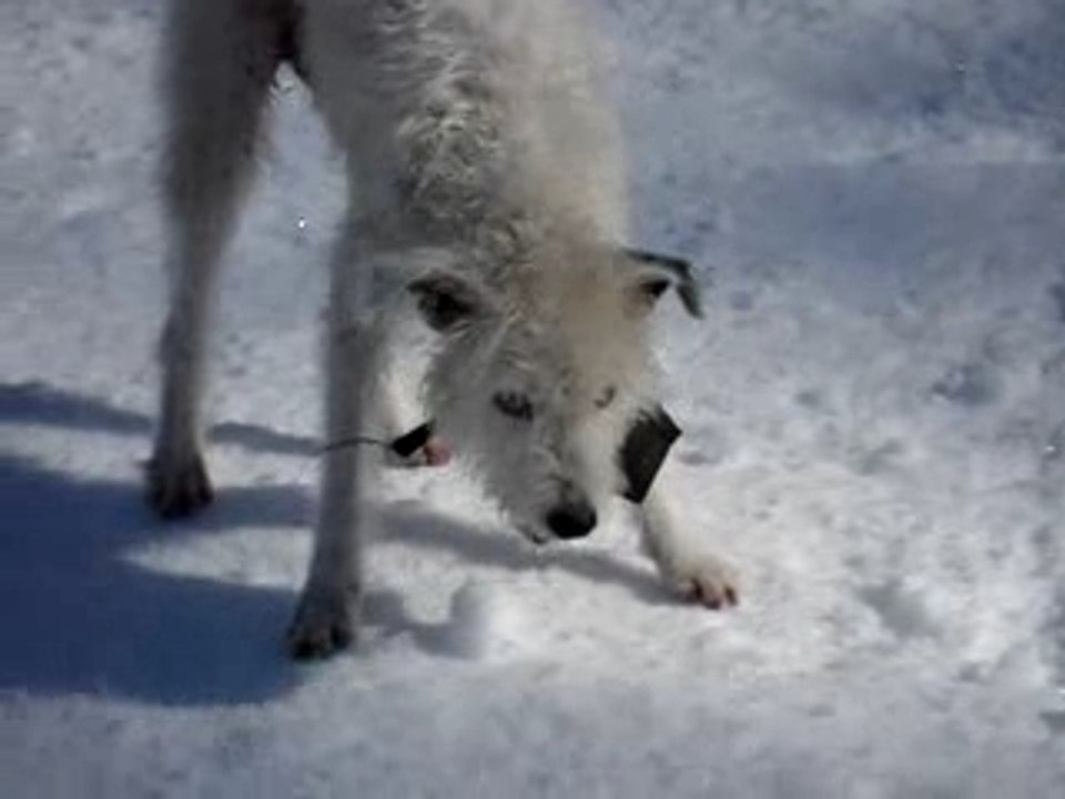 Daisy à la neige