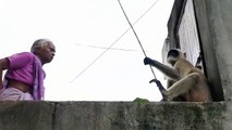 Old Lady Talking with Monkey, Very Funny