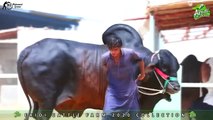 Giants Bulls From Afridi Cattle Farm Pakistan 2020