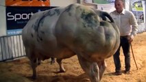 Belgian Blue - The Body Builder Cow