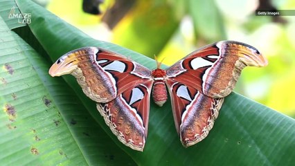 This Moth’s Wings Have a Cobra Design to Scare Off Predators