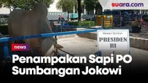 Dipotong H+1 Idul Adha, Begini Penampakan Sapi PO Sumbangan Jokowi ke Masjid Agung Surabaya