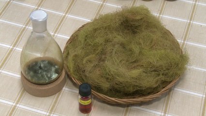 [녹색] 돈 되는 옥수수 수염...건강 기능성분 듬뿍 / YTN