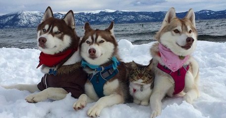 Sauvé de la mort, ce chaton a développé une amitié incroyable avec trois huskies
