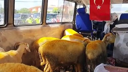 Trafikten men edilen minibüs, içindeki kurbanlıklarla otoparka çekildi