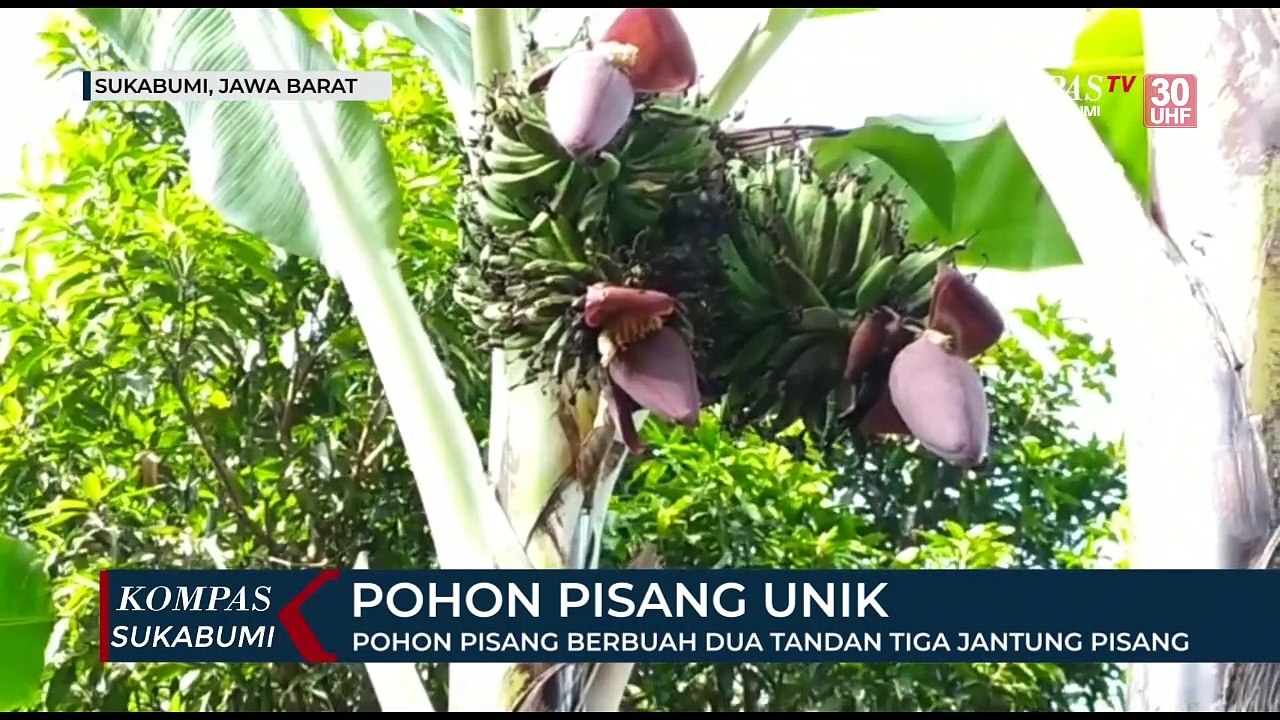 Pohon Pisang Unik