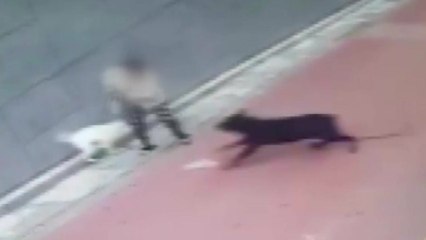 맹견 공격에 소형견 사망..."견주, 개 못 키우게 해야" 국민청원 등장 / YTN