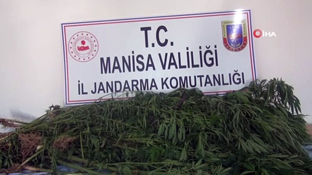 Sarıgöl’de 58 kök Hint keneviri ele geçirildi
