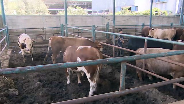 ركود أسواق الأضاحي مع قرب حلول عيد الأضحى في غزة