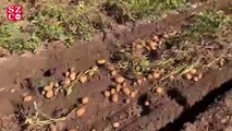 CHP'li Gürer: 1 ton patates 1 çeyrek altın etmiyor