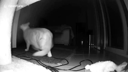 Tiny dogs defend their home from literal cat-burglar who accidentally broke in