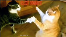 Angry Cat Attack Sounds 2020#02 | Angry cat attack compilation | angry cats and dogs funny moment