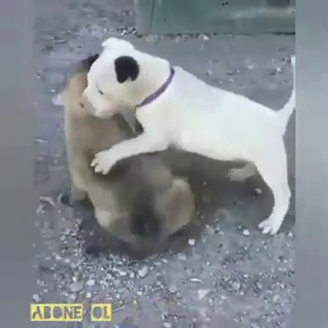 Sivas Kangal Kopegi Yavrusu Vs Pitbull Yavrusu Kangal Dog Puppy Vs Pitbull Terrier Puppy Dailymotion Video
