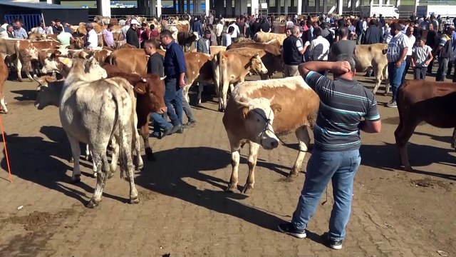 Doğu Anadolu'daki hayvan pazarlarında arife hareketliliği - KARS/AĞRI