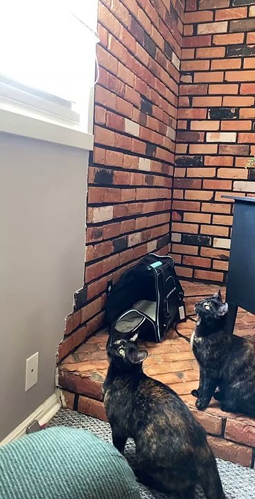 Cat Overthinks Big Jump