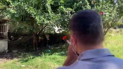 Sahibinin elinden kaçan boğaya operasyon