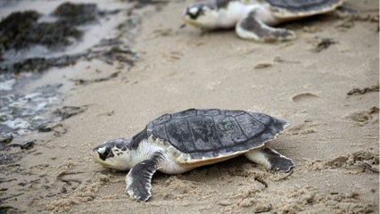 Tiny Island In Cape Cod Open To The Public For First Time In 300 Years