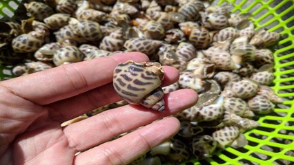 Khánh Hòa: Ốc hương "sốt" trở lại | VTC