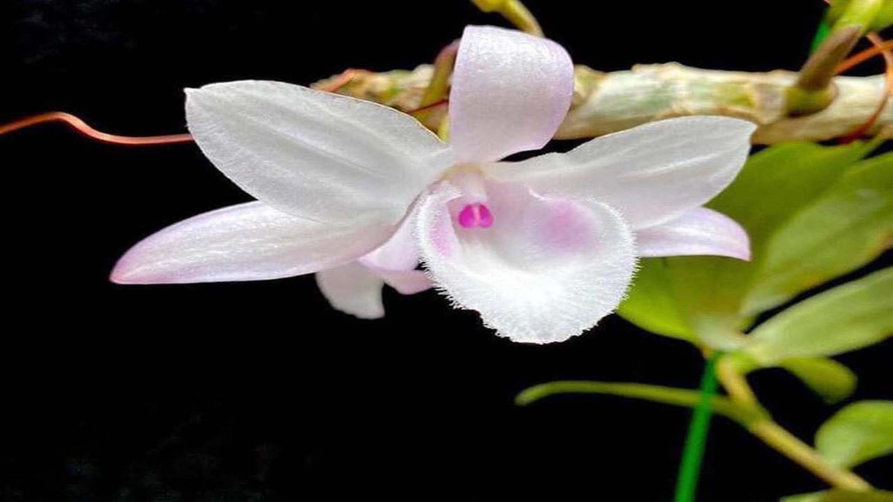 Khi người nông dân “ham” chơi lan tiền tỷ | VTC