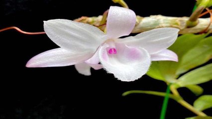 Khi người nông dân “ham” chơi lan tiền tỷ | VTC