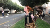 Des rapaces pour effaroucher les étourneaux