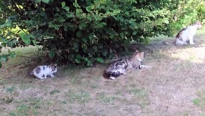 petits cacahouete 09