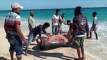 En Indonésie, des habitants vont tout tenter pour sauver cette baleine échouée