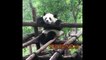 Cute Animals - Cute Baby Panda Videos Compilation - Soo Cute #2