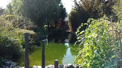 Visite du jardin Les Asperas à Rumes