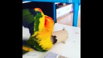 Cute Parrots Videos Compilation cute moment of the animals - Soo Cute #7