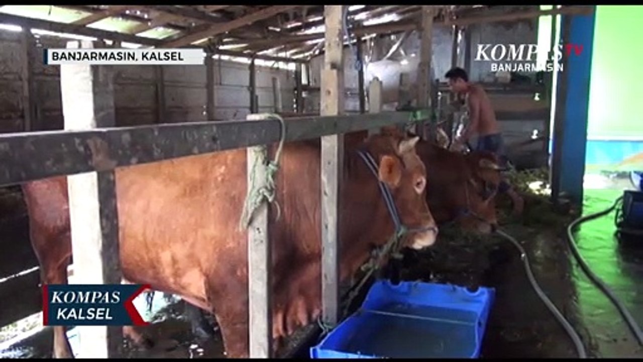 RPH Basirih Layani Pemotongan Hewan Kurban untuk Hindari Kerumunan