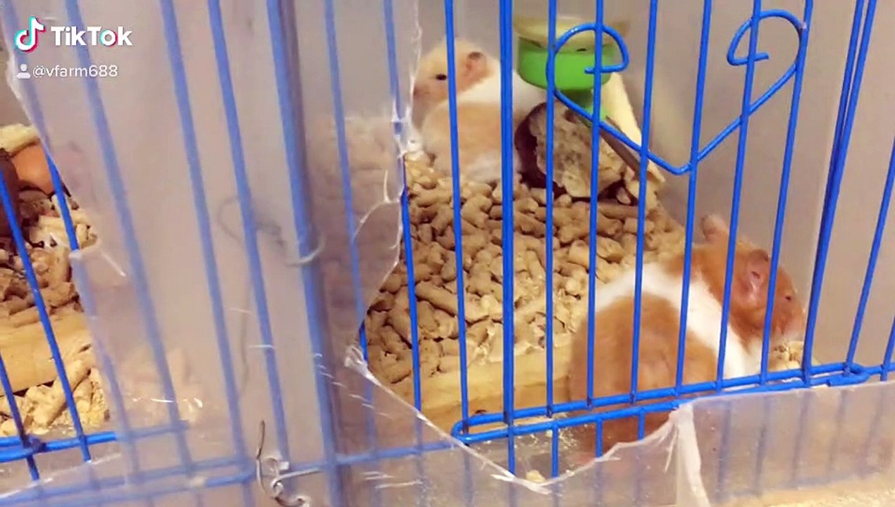 Chuột hamster quá hay