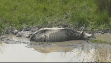 India floods take devastating toll on wild animals