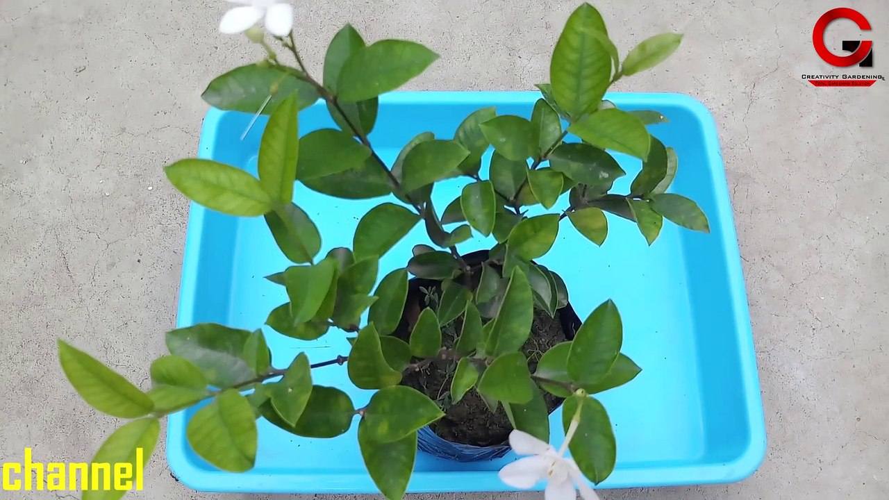 How to Report & Care Wrightia Antidyseterica