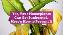 Yes, Your Houseplants Can Get Sunburned: Here’s How to Prevent It
