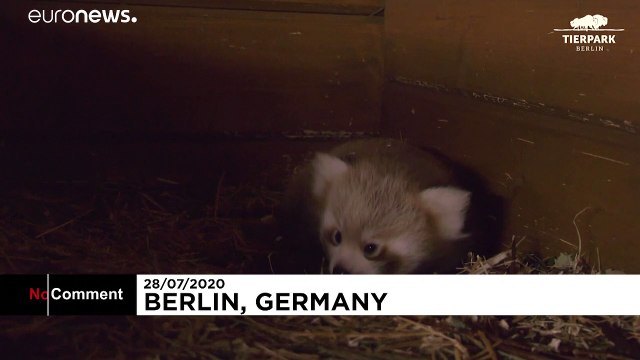 Seltener Roter Panda in Berlin geboren