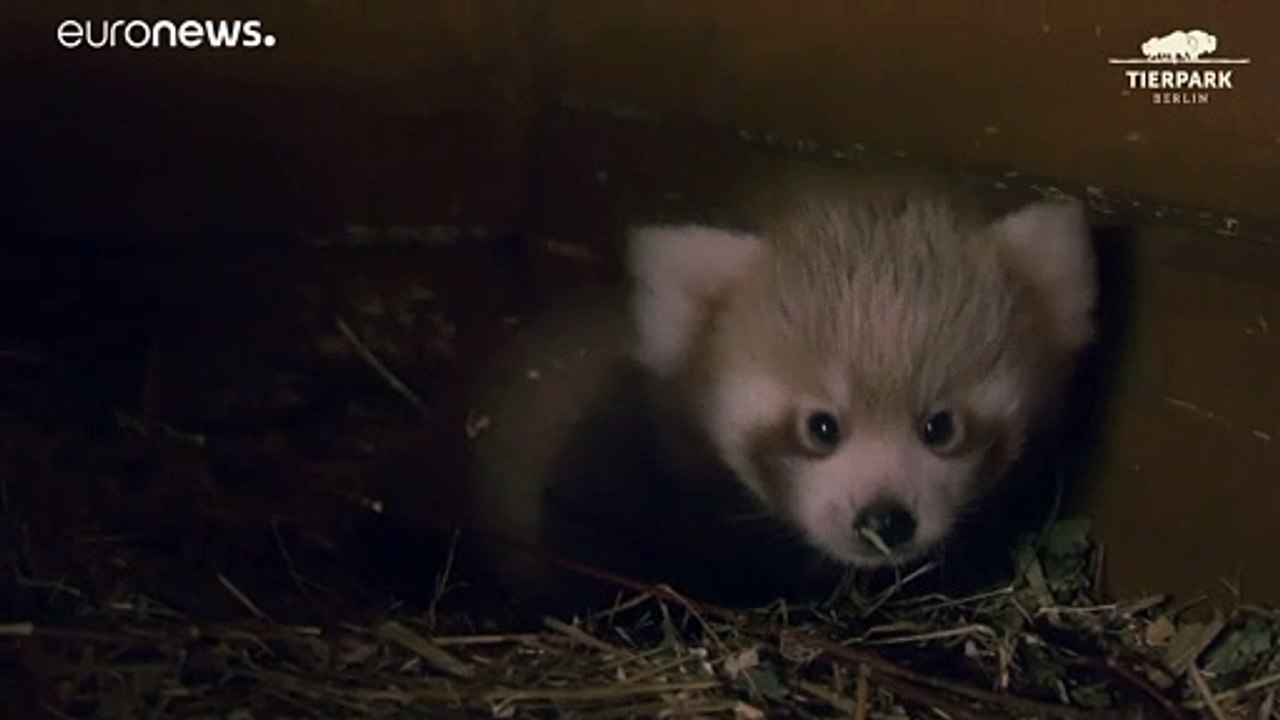 Roter Panda im Tierpark Berlin