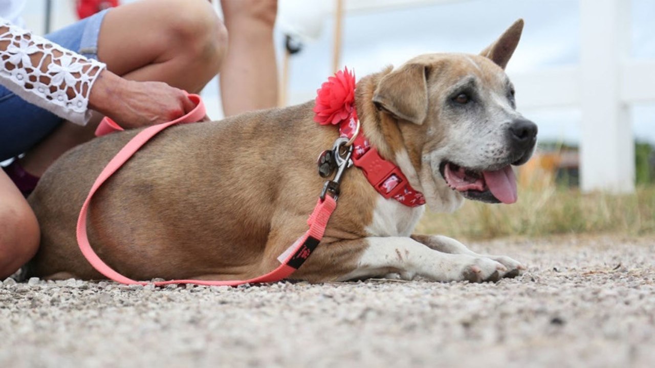 This Texas Ranch for "Un-Adoptable" Senior Dogs Needs Your Help