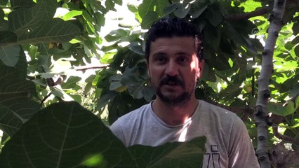 Tescilli Abbas inciri tezgahlardaki yerini aldı - KAHRAMANMARAŞ