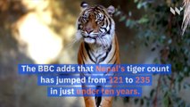 Endangered Tigers Are Making a Comeback