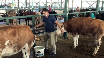 Hayvan pazarlarında satışlar Kovid-19 tedbirleriyle sürüyor - ESKİŞEHİR