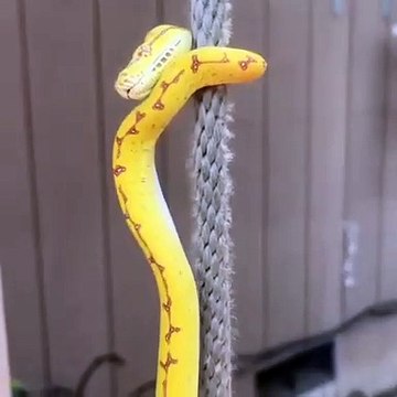 Ce serpent a une technique impressionnante pour grimper à la corde