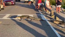 En Caroline du sud les alligators traversent au passage piéton